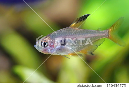 Red phantom tetra fish in aquarium 130456775