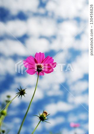 開花往天空的波斯菊 130456826
