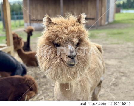 portrait of an alpaca on a farm on a summer day High quality photo 130456865