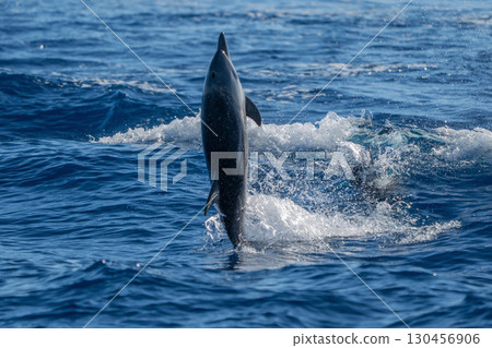 striped dolphin jumping in the blue sea striped dolphin jumping in the blue sea 130456906