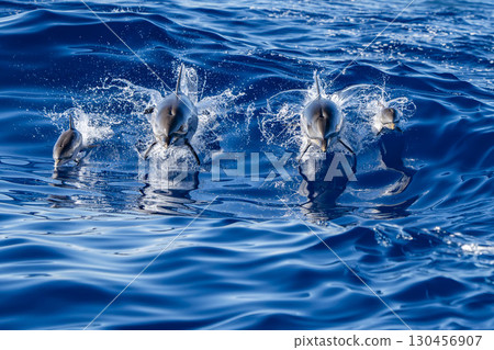 striped dolphin family mother and newborn calf jumping in the blue sea striped dolphin family mother and newborn calf jumping in the blue sea 130456907