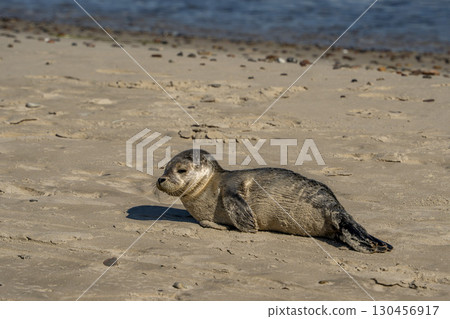 Baby newborn grey seal in Skagen sandy beach, Denmark 130456917