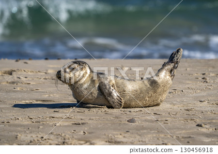 Baby newborn grey seal in Skagen sandy beach, Denmark Baby newborn grey seal in Skagen sandy beach, Denmark 130456918