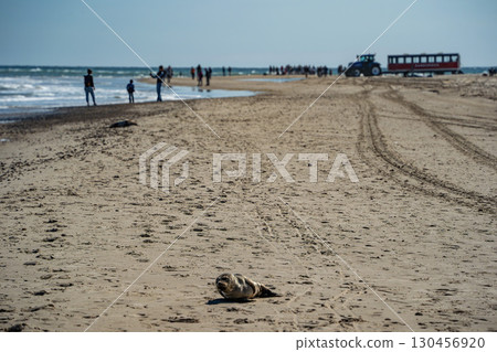 Baby newborn grey seal in Skagen sandy beach, Denmark 130456920