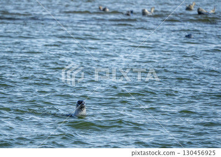 Grey seals in Sylt Island northern sea Germany 130456925