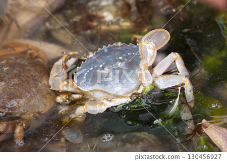 Polybius holsatus Swimming Crab northern sea starfish bycatch while fishing, sylt island Germany 130456927
