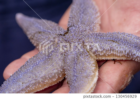 Fisherman hand holding a northern sea starfish bycatch while fishing, sylt island Germany 130456929