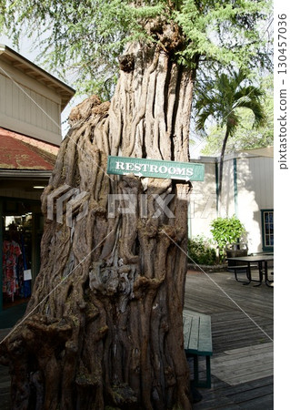 掛在樹上的洗手間標誌 掛在樹上的洗手間標誌 130457036