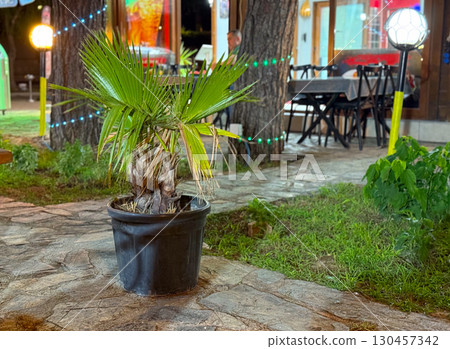 Potted palm tree placed near a restaurant entrance with lights and seating. Tropical vegetation, decoration, hospitality environment, outdoor cafe and leisure atmosphere. Potted palm tree placed near a restaurant entrance with lights and seating. Tropical vegetation, decoration, hospitality environment, outdoor cafe and leisure atmosphere. 130457342