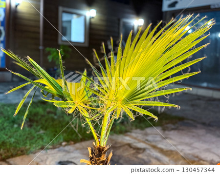 Close up view of palm leaves illuminated at night near a house. Tropical vegetation, exotic botany, evening garden atmosphere, natural detail and outdoor environment. Close up view of palm leaves illuminated at night near a house. Tropical vegetation, exotic botany, evening garden atmosphere, natural detail and outdoor environment. 130457344