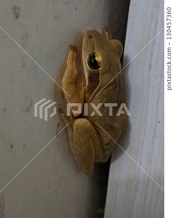 Frog Clinging to a Wall A brown frog clinging to the corner of a wall with its body pressed close against the surface. Frog Clinging to a Wall A brown frog clinging to the corner of a wall with its body pressed close against the surface. 130457360