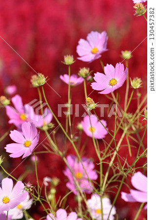 Cosmos flowers on a red background Cosmos flowers on a red background 130457382