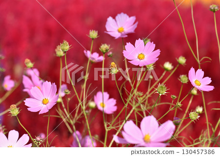 紅色背景上的波斯菊花海 紅色背景上的波斯菊花海 130457386