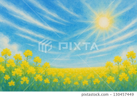 油菜田Aozora 油菜田Aozora 130457449