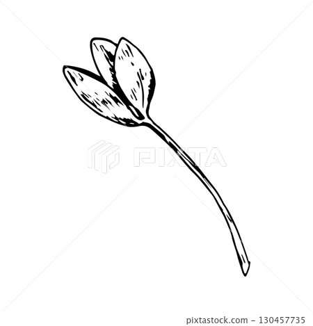 Hand drawn vector illustration of a clover leaf with three parts in engraving style, symbol of Irish tradition and luck, perfect for eco labels, herbal packaging, St. Patrick s Day cards and botanical 130457735