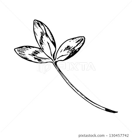Hand drawn vector illustration of clover trifoliate leaf in engraving style, symbol of luck and nature, perfect for St. Patrick s Day designs, herbal packaging, eco branding, textile prints and cards 130457742