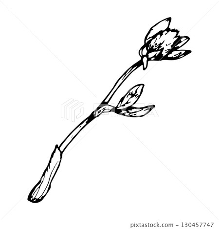 Hand drawn vector illustration of blooming clover with stem, leaves and flower head in engraving style, perfect for herbal tea packaging, apothecary labels, eco product branding and botanical prints 130457747