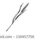 Hand drawn vector illustration of wild grass plant with long stem and narrow leaves in ink engraving style, perfect for herbal packaging, meadow themes, botanical prints and rustic eco design. 130457756