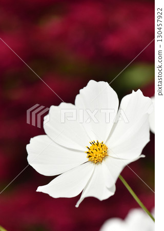 紅色背景上白色波斯菊花的特寫 130457922