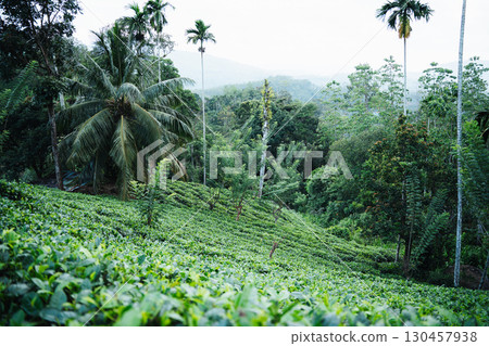 Lush tea plantation thrives amidst palm trees in Sri Lanka Lush tea plantation thrives amidst palm trees in Sri Lanka 130457938