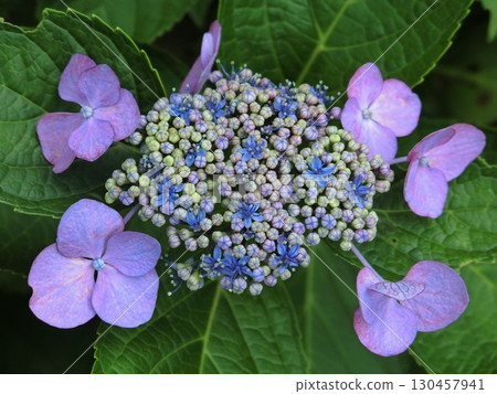 Hydrangea 130457941