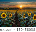 Sunset in a sunflower field 130458038