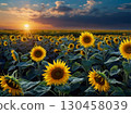 The sun sets over the sunflower fields 130458039