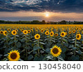 Sunset and sunflower 130458040