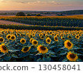 Sunflower sunflower field 130458041
