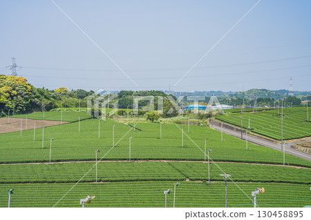 從菊川市（靜岡縣）的山上眺望茶園 130458895