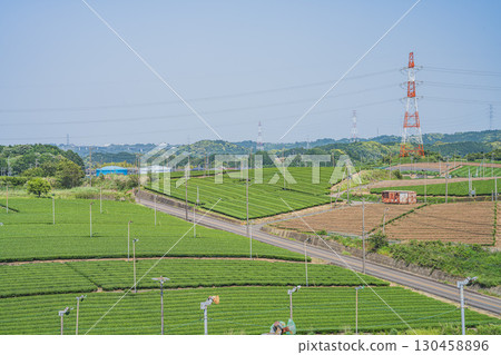 A view of tea fields from a hill in Kikugawa City (Shizuoka Prefecture) 130458896