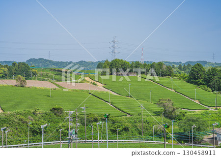 A view of tea fields from a hill in Kikugawa City (Shizuoka Prefecture) A view of tea fields from a hill in Kikugawa City (Shizuoka Prefecture) 130458911