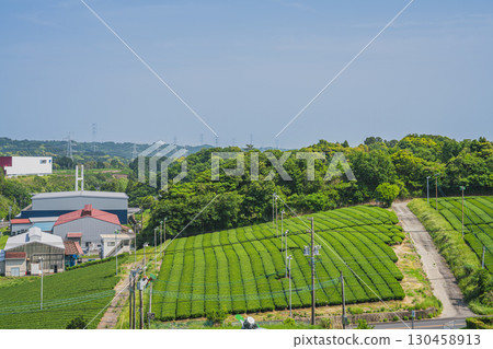 A view of tea fields from a hill in Kikugawa City (Shizuoka Prefecture) 130458913