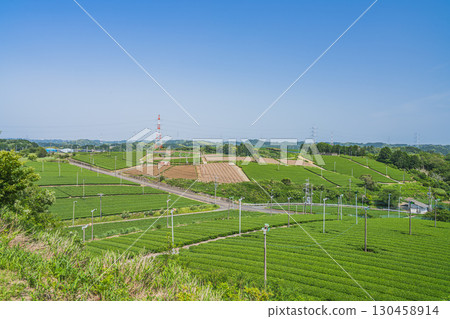 A view of tea fields from a hill in Kikugawa City (Shizuoka Prefecture) 130458914