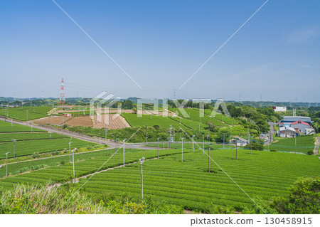 A view of tea fields from a hill in Kikugawa City (Shizuoka Prefecture) A view of tea fields from a hill in Kikugawa City (Shizuoka Prefecture) 130458915
