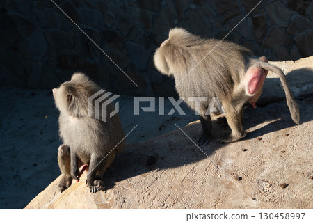 Baboon Monkeys Zoo Exhibit - Two baboons sitting on a rock at a zoo exhibit. Baboon Monkeys Zoo Exhibit - Two baboons sitting on a rock at a zoo exhibit. 130458997