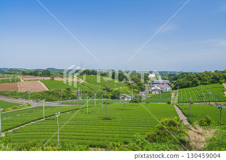 A view of tea fields from a hill in Kikugawa City (Shizuoka Prefecture) A view of tea fields from a hill in Kikugawa City (Shizuoka Prefecture) 130459004