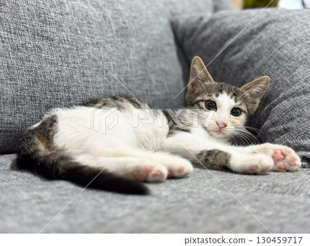 Kitten lying on a gray sofa with cushions indoors at home. Pet, domestic feline, comfort, lifestyle, relaxation and young cat leisure environment. Kitten lying on a gray sofa with cushions indoors at home. Pet, domestic feline, comfort, lifestyle, relaxation and young cat leisure environment. 130459717