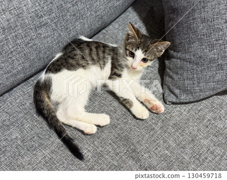 Kitten lying on a gray sofa with cushions indoors at home. Pet, domestic feline, comfort, lifestyle, relaxation and young cat leisure environment. Kitten lying on a gray sofa with cushions indoors at home. Pet, domestic feline, comfort, lifestyle, relaxation and young cat leisure environment. 130459718