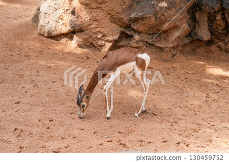 Elegant Gazelle Standing Near Rocky Outcrop Elegant Gazelle Standing Near Rocky Outcrop 130459752