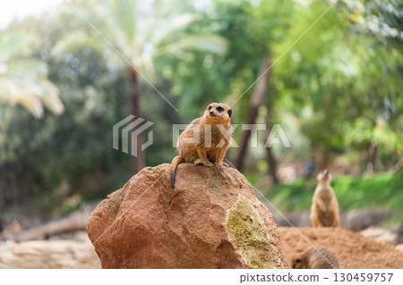 The meerkat or suricate is a small mongoose 130459757