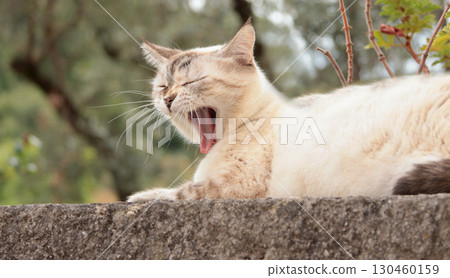 Pedigree cat outside in yard garden in summer, Italy. Nature and animal. Pet and care. 130460159