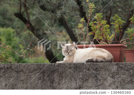 Pedigree cat outside in yard garden in summer, Italy. Nature and animal. Pet and care. 130460160