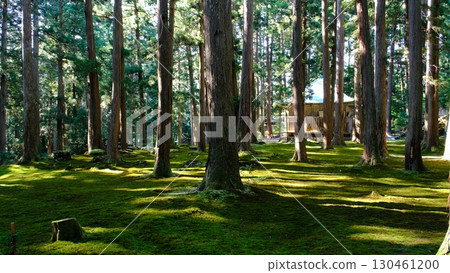 福井縣平泉寺白山神社的苔蘚花園 福井縣平泉寺白山神社的苔蘚花園 130461200