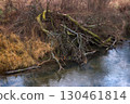 broken old tree by the river 130461814