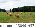 Mown hay in rolls on a meadow. Agriculture, cattle feed, livestock farming 130461957