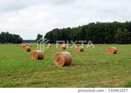 Mown hay in rolls on a meadow. Agriculture, cattle feed, livestock farming 130461957