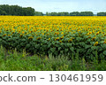 Field with large, ripe sunflowers. Rural landscape, agriculture 130461959