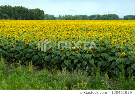 Field with large, ripe sunflowers. Rural landscape, agriculture 130461959
