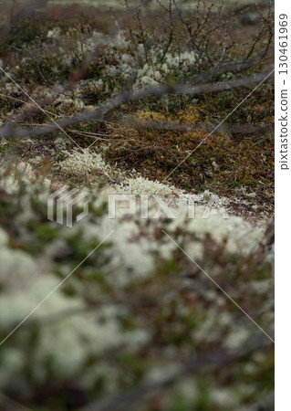 Close-up of tundra vegetation in Teriberka, Russia, with moss, lichen, and small shrubs in muted earthy tones Close-up of tundra vegetation in Teriberka, Russia, with moss, lichen, and small shrubs in muted earthy tones 130461969